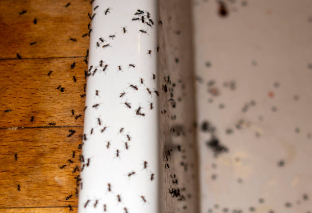 Best Pest Removal Services  in Eleele, HI
